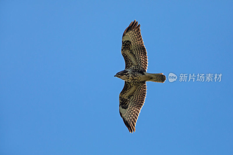 会飞的秃鹰(Buteo Buteo)